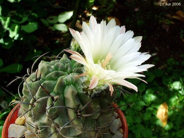 Eriosyce _occulta _10